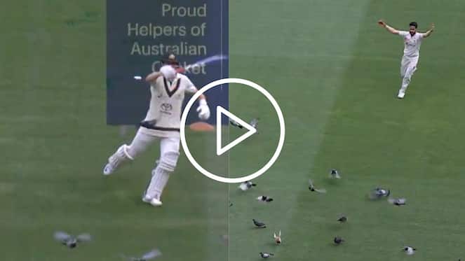 [Watch] Marnus Labuschagne & Hasan Ali's Pigeon Flying Act Grabs Limelight In MCG Test